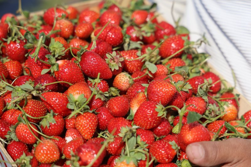 Bereketli topraklarda çilekte son hasat: Tarla fiyatı 120 lira