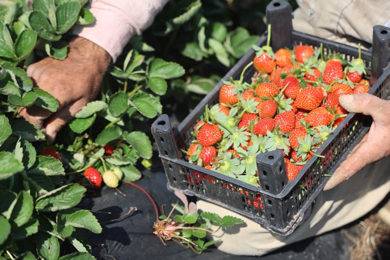 Bereketli topraklarda çilekte son hasat: Tarla fiyatı 120 lira