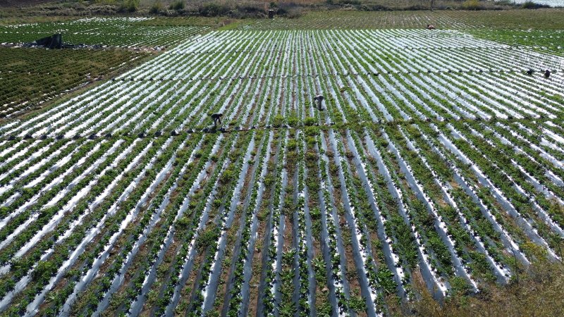 Bereketli topraklarda çilekte son hasat: Tarla fiyatı 120 lira