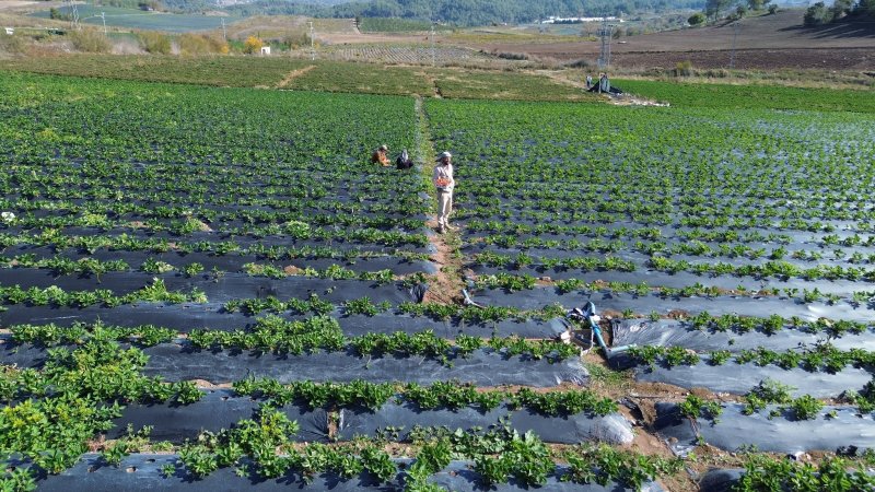 Bereketli topraklarda çilekte son hasat: Tarla fiyatı 120 lira
