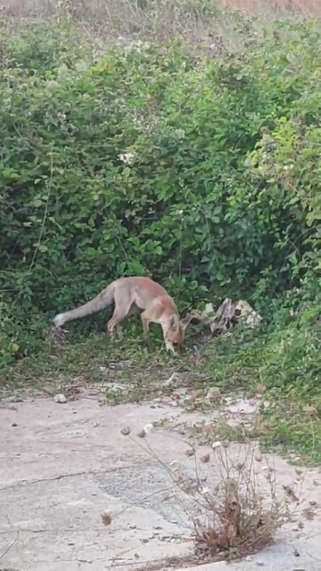 Tilki acıktığında bir çocuk gibi bizim yolumuzu gözlüyor' diyen adam 6 aydır yayla komşusu olan tilkiyi besliyor