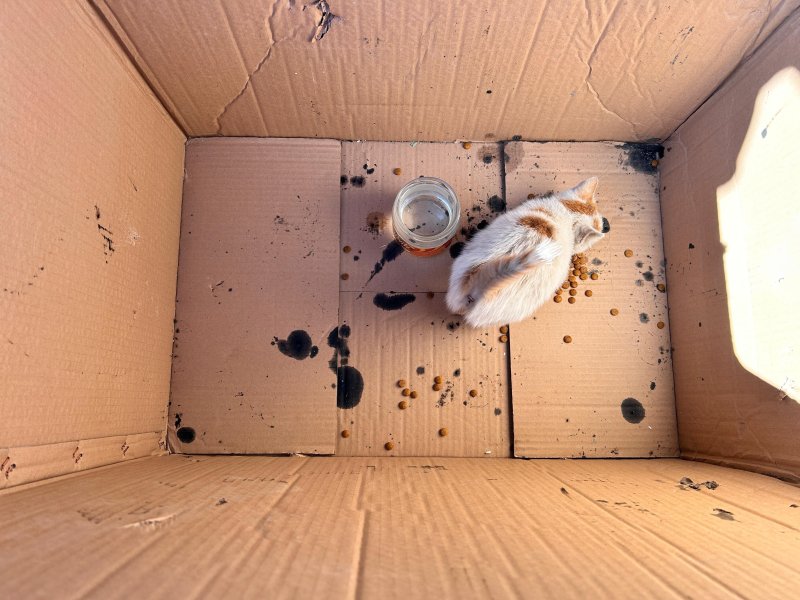 Seyir halindeyken aracından gelen sesi fark eden sürücü, soğuktan motora sığınan yavru kediyi kurtardı - Sürücü Bilal Oltu: "Aracımla hareket halindeydik, daha sonra içeriden bir kedi sesi geldi" (Fotoğraflı) Ogün Aslan HATAY (İHA) - Hatay’da soğuk havada araç motoruna sığınan yavru kediyi seyir halindeyken fark eden sürücü, hayvanı vatandaşların yardımıyla kurtardı. Ülke genelinde etkili olan soğuk hava Hatay’da da kendini hissettirdi. Hava sıcaklığının 2 dereceye kadar düştüğü İskenderun ilçesi Mete Aslan bulvarında soğuk havada üşüyen bir kedi araç motoruna sığındı. Aracıyla bir süre yolculuk yaptıktan sonra yavru kedinin miyavlamasını fark eden sürücü Bilal Oltu, hayvanı kurtarmak için mücadele başlattı. Yavru kedi, araç sahibi ve vatandaşları mücadelesiyle kurtarıldı. "Aracımla hareket halindeydik, daha sonra içeriden bir kedi sesi geldi" Aracıyla hareket halindeyken gelen sesle kediyi fark ettiğini belirten 56 yaşındaki Bilal Oltu, "Aracımla hareket halindeydik, daha sonra içeriden bir kedi sesi geldi. Önce biz dışarıdan geldiğini zannettik fakat yine de durduk. Kontrol ettiğimizde aracın motor kısmına saklanmış küçük bir yavru kedi gördük ve kurtardık. Gördüğünüz gibi yaramaz bir kedi” ifadelerini kullandı.