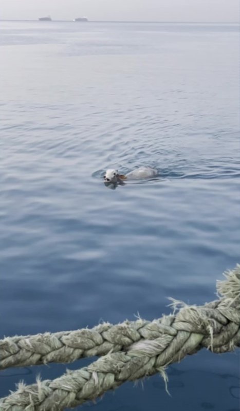 Denize düşen angus yüzerek kaçmaya çalıştı (Fotoğraflı) Ogün Aslan HATAY (İHA) - Hatay'ın İskenderun ilçesinde sevkiyat esnasında gemiden denize düşen angusun yüzerek kaçmaya çalıştığı anlar kameraya yansıdı. İskenderun Körfezi'ne yurt dışından getirilen angus cinsi sığır, sevkiyat esnasında gemiden kaçarak denize düştü. Yüzerek kaçmaya çalışan angusun o anları kameraya yansıdı. Angus denizden ekiplerce kurtarılarak kıyıya çıkarıldı. Angusun denizde yüzdüğü anları kayıt altına alan Orhan Dal (46), "Çok heyecanlıydım. Angusu görünce cep telefonumla kayıt altına aldım. Angusun denizden yüze yüze karaya geldiğini görünce çok şaşırdım, hatta benden de güzel yüzüyordu. Angus gemiden atladı rıhtıma doğru geldi. Angus da İskenderun'u seviyor İskenderun aşığı çok” ifadelerini kullandı.