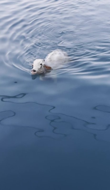 Denize düşen angus yüzerek kaçmaya çalıştı (Fotoğraflı) Ogün Aslan HATAY (İHA) - Hatay'ın İskenderun ilçesinde sevkiyat esnasında gemiden denize düşen angusun yüzerek kaçmaya çalıştığı anlar kameraya yansıdı. İskenderun Körfezi'ne yurt dışından getirilen angus cinsi sığır, sevkiyat esnasında gemiden kaçarak denize düştü. Yüzerek kaçmaya çalışan angusun o anları kameraya yansıdı. Angus denizden ekiplerce kurtarılarak kıyıya çıkarıldı. Angusun denizde yüzdüğü anları kayıt altına alan Orhan Dal (46), "Çok heyecanlıydım. Angusu görünce cep telefonumla kayıt altına aldım. Angusun denizden yüze yüze karaya geldiğini görünce çok şaşırdım, hatta benden de güzel yüzüyordu. Angus gemiden atladı rıhtıma doğru geldi. Angus da İskenderun'u seviyor İskenderun aşığı çok” ifadelerini kullandı.