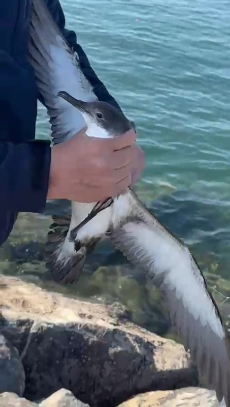 Hatay'da Martı Oltaya Takıldı