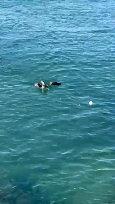 Hatay'da Martı Oltaya Takıldı