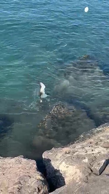 Hatay'da Martı Oltaya Takıldı