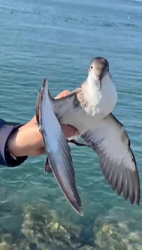 Hatay'da Martı Oltaya Takıldı