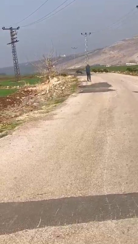 Acemi avcı domuz sürüsünde hedefi tutturamayınca arkadaşı dalga geçti (Fotoğraflı) İsmet Biçen HATAY (İHA) - Hatay'ın Kırıkhan ilçesinde domuz sürüsüyle karşılaşan acemi avcı, hedefi tutturamayınca arkadaşının onunla dalga geçtiği anlar kameraya yansıdı. Olay, Kırıkhan ilçesi Gölbaşı Mahallesi'nde yaşandı. Yabani domuz sürüsü mahalleye indiği esnada kendini korumak isteyen bir kişi, av tüfeğiyle domuzlara ateş etti. Acemi avcının domuz sürüsünde hedefi tutturamadığı anları kayıt altına alan arkadaşı ise onunla dalga geçti. Gülümseten anlar kameraya yansırken, şahsın sürü içerisinde bir domuzu vurduğu görüldü. Domuz sürüsü ise kısa sürede hızla gözden kayboldu.