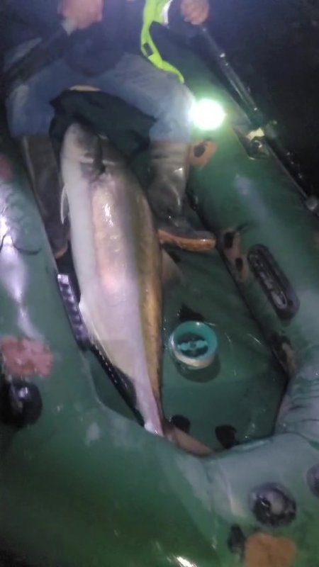 50 kiloluk Akya balığını 2 kişi, 2 saatlik mücadeleyle yakalamayı başardı