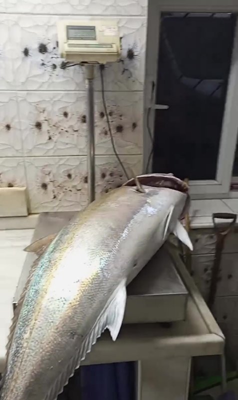 50 kiloluk Akya balığını 2 kişi, 2 saatlik mücadeleyle yakalamayı başardı