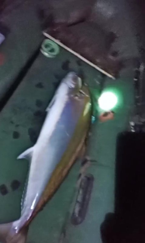 50 kiloluk Akya balığını 2 kişi, 2 saatlik mücadeleyle yakalamayı başardı