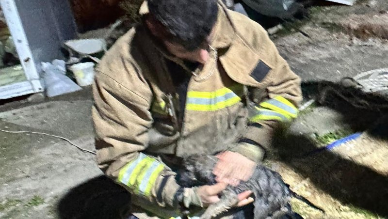 Hatay’da 17 metrelik kuyuya düşen yavru köpek kurtarıldı 