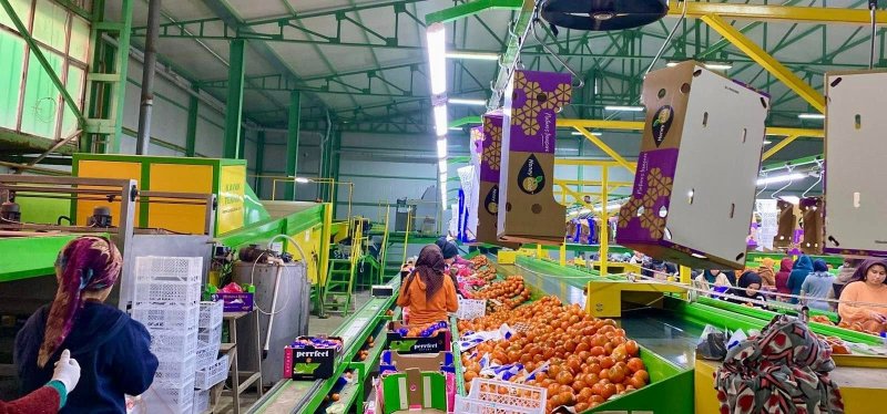 Hatay’dan ihraç edilecek meyve ve zeytinyağları denetlendi 