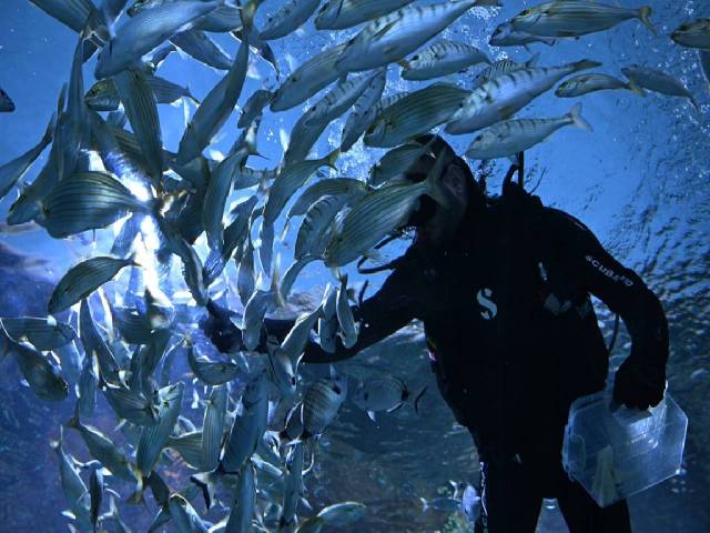 Trabzon Akvaryum'u ziyaretçiler en fazla balıkların beslenme saatlerinde geziyor