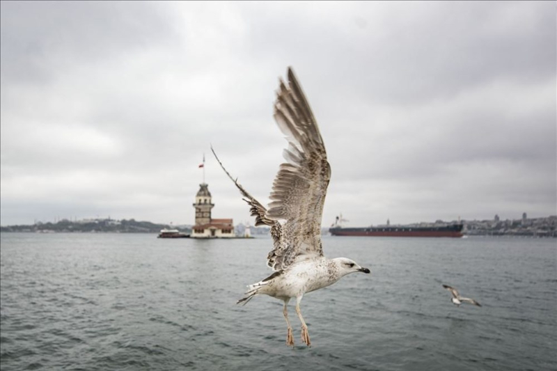 Haftanın fotoğrafları (15-21 Mayıs 2020)