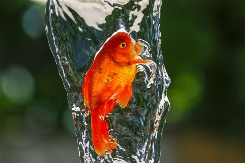 Haftanın fotoğrafları (15-21 Mayıs 2020)