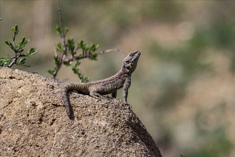 Haftanın fotoğrafları (15-21 Mayıs 2020)