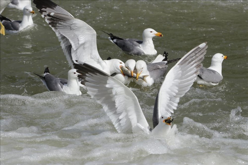 Haftanın fotoğrafları (15-21 Mayıs 2020)