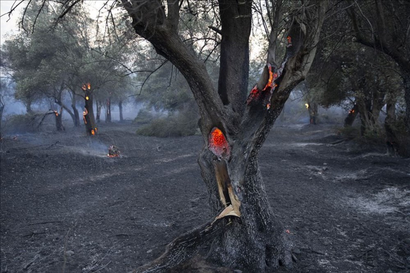 Haftanın fotoğrafları (4-10 Temmuz 2020)