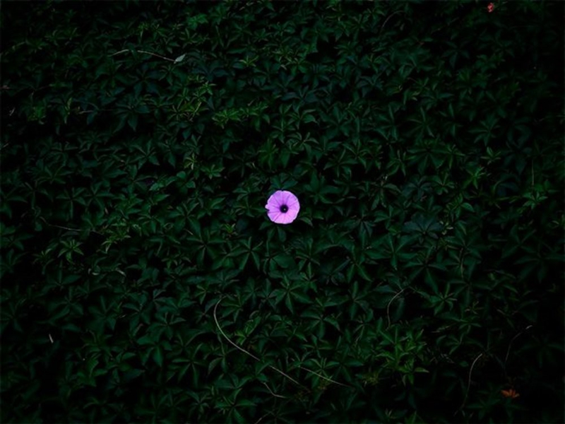 2020 iPhone Fotoğraf Ödülleri yarışmasının kazananları belli oldu