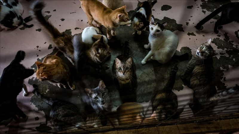 Haftanın fotoğrafları (28 Ağustos-4 Eylül 2020)