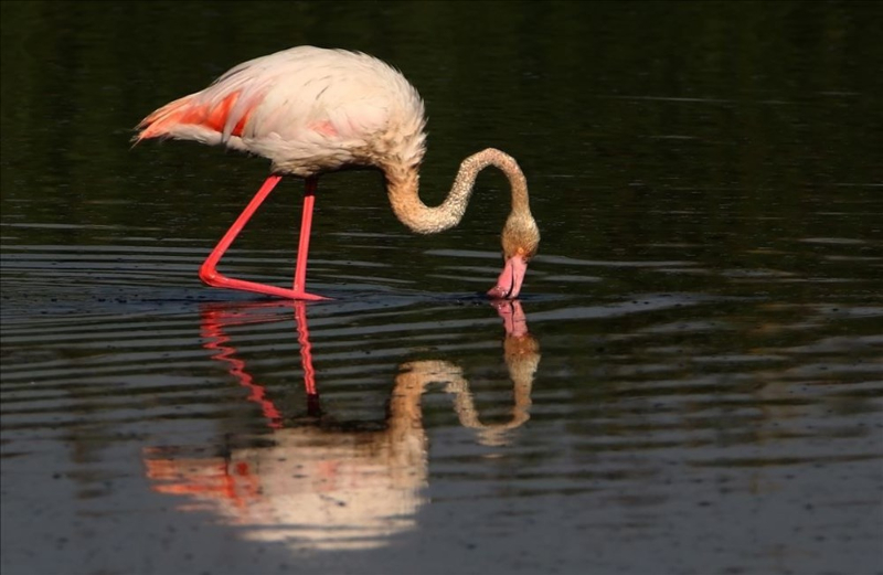 Haftanın fotoğrafları (28 Ağustos-4 Eylül 2020)