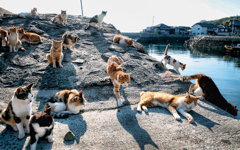 Görenleri hayrete düşüren dünyanın en ilginç görüntüsüne sahip 10 ada!