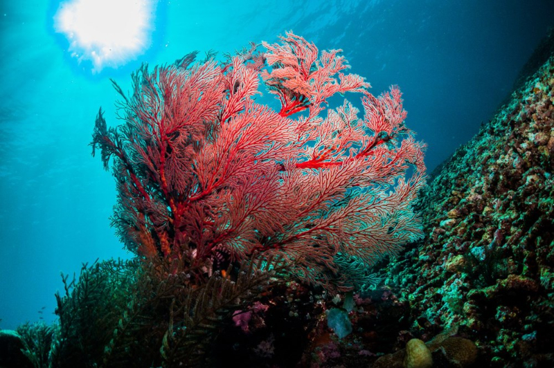 2025’te yok olmaya başlayacak