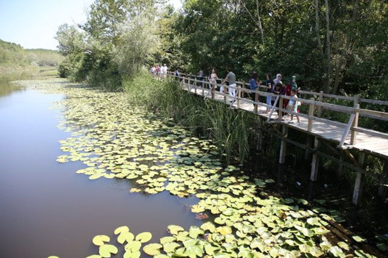 Dünyada ikinci, Türkiye'de ise tek parça halindeki en büyük longoz: Sakarya Acarlar Longozu