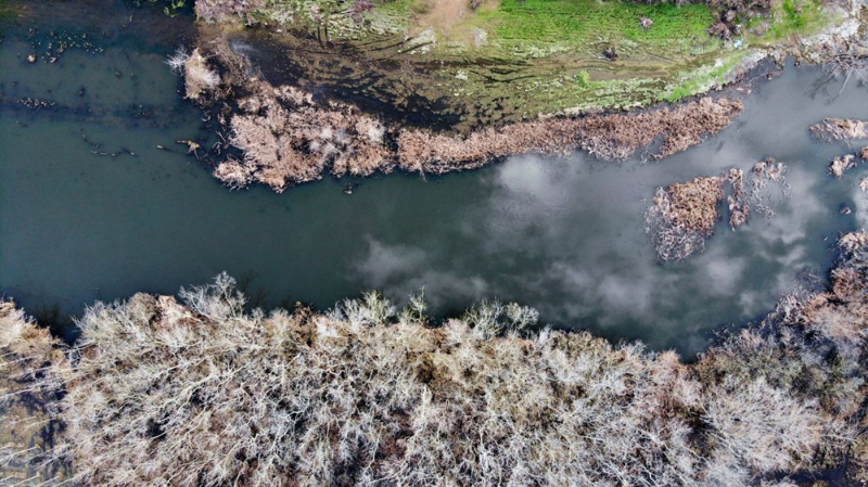 Dünyada ikinci, Türkiye'de ise tek parça halindeki en büyük longoz: Sakarya Acarlar Longozu