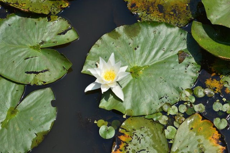Dünyada ikinci, Türkiye'de ise tek parça halindeki en büyük longoz: Sakarya Acarlar Longozu