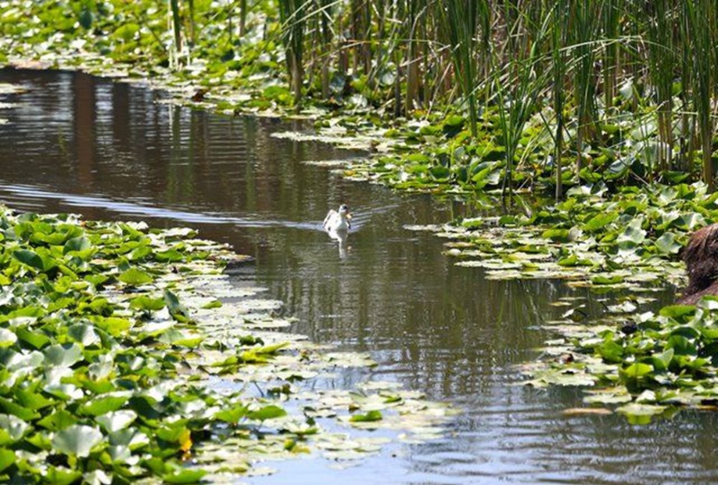 Dünyada ikinci, Türkiye'de ise tek parça halindeki en büyük longoz: Sakarya Acarlar Longozu
