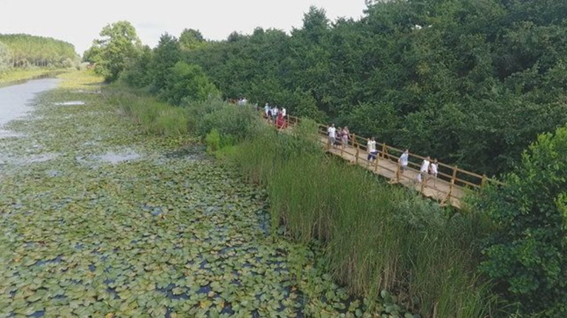 Dünyada ikinci, Türkiye'de ise tek parça halindeki en büyük longoz: Sakarya Acarlar Longozu