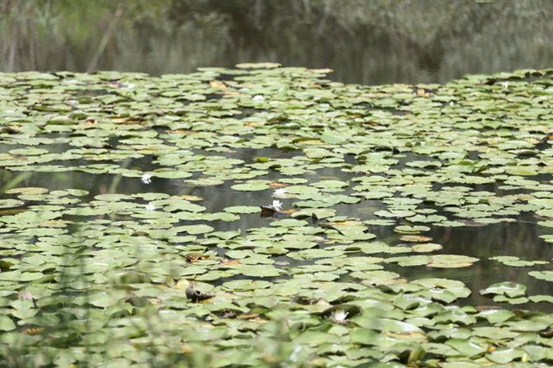 Dünyada ikinci, Türkiye'de ise tek parça halindeki en büyük longoz: Sakarya Acarlar Longozu