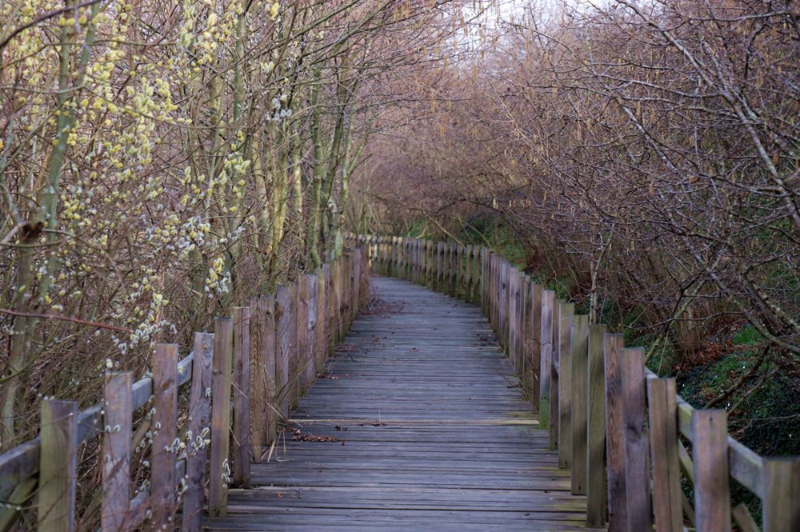 Dünyada ikinci, Türkiye'de ise tek parça halindeki en büyük longoz: Sakarya Acarlar Longozu