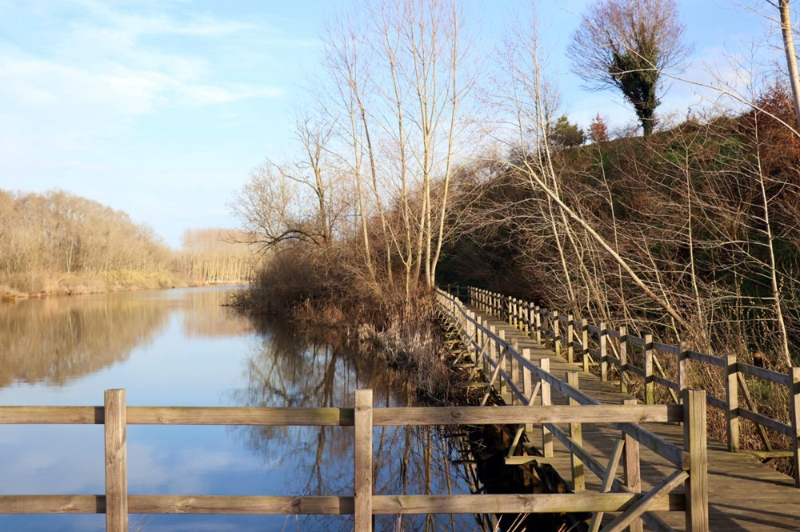 Dünyada ikinci, Türkiye'de ise tek parça halindeki en büyük longoz: Sakarya Acarlar Longozu