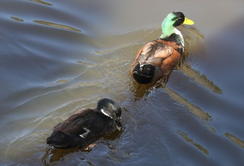 Dünyada ikinci, Türkiye'de ise tek parça halindeki en büyük longoz: Sakarya Acarlar Longozu