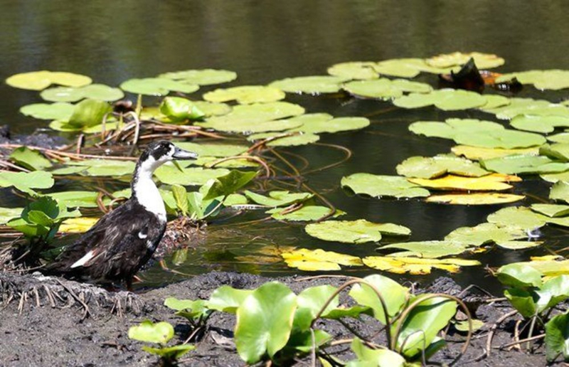Dünyada ikinci, Türkiye'de ise tek parça halindeki en büyük longoz: Sakarya Acarlar Longozu