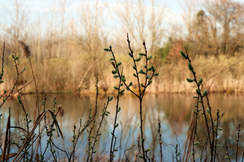 Dünyada ikinci, Türkiye'de ise tek parça halindeki en büyük longoz: Sakarya Acarlar Longozu
