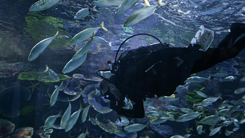 Trabzon Akvaryum'u ziyaretçiler en fazla balıkların beslenme saatlerinde geziyor