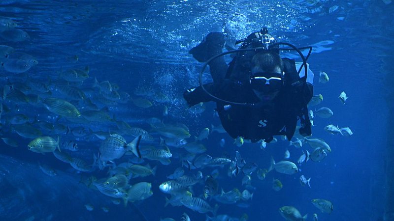 Trabzon Akvaryum'u ziyaretçiler en fazla balıkların beslenme saatlerinde geziyor