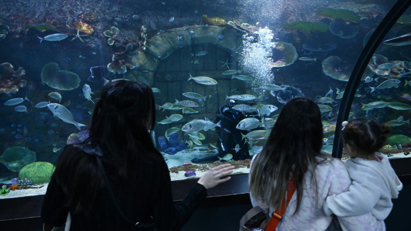Trabzon Akvaryum'u ziyaretçiler en fazla balıkların beslenme saatlerinde geziyor