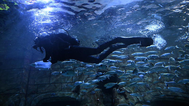 Trabzon Akvaryum'u ziyaretçiler en fazla balıkların beslenme saatlerinde geziyor