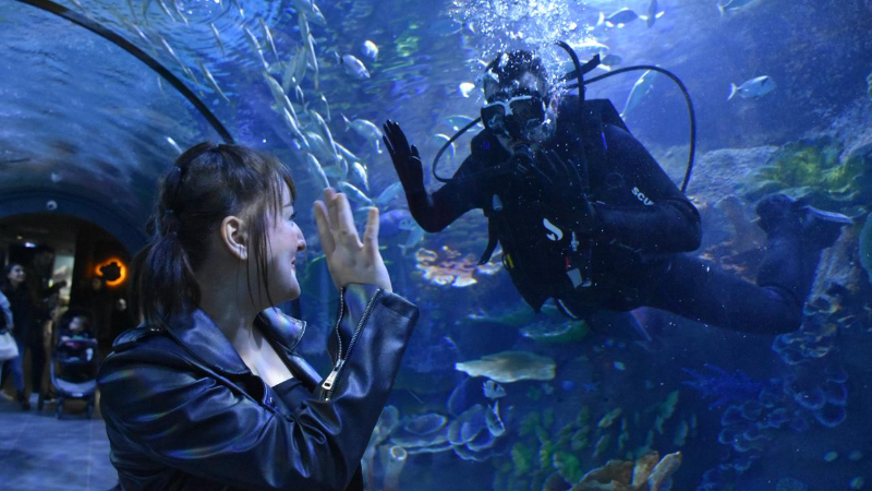 Trabzon Akvaryum'u ziyaretçiler en fazla balıkların beslenme saatlerinde geziyor