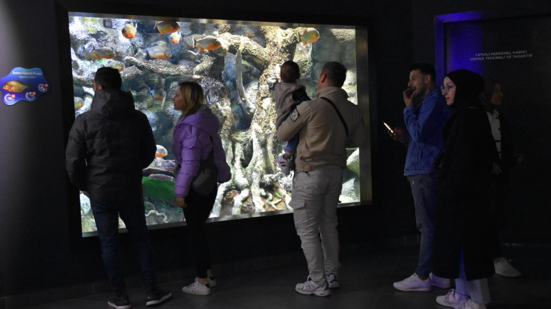 Trabzon Akvaryum'u ziyaretçiler en fazla balıkların beslenme saatlerinde geziyor