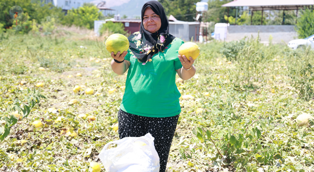 300 dönümlük kavun tarlasında hasat bereketli olunca, son mahsulü hayrına depremzedelere bıraktı