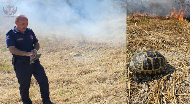Anız yangınında mahsur kalan kaplumbağayı itfaiye kurtardı