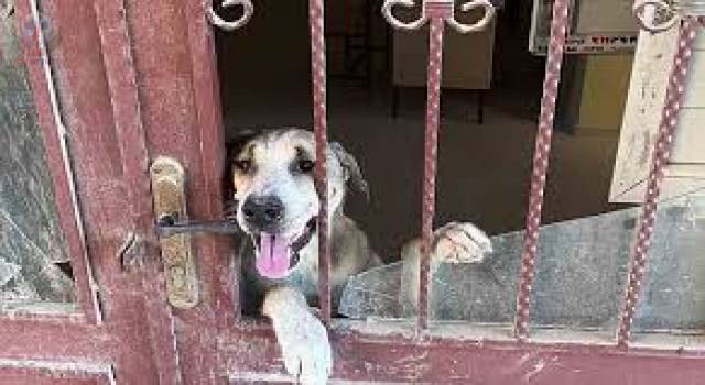 Antakyada okul binasında mahsur kalan köpek kurtarıldı