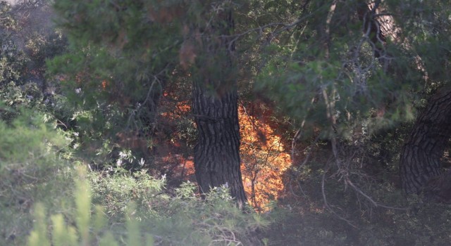 Ekoloji Uzmanı Prof. Dr. Neyişçiden yangına karşı rüzgar perdesi önerisi